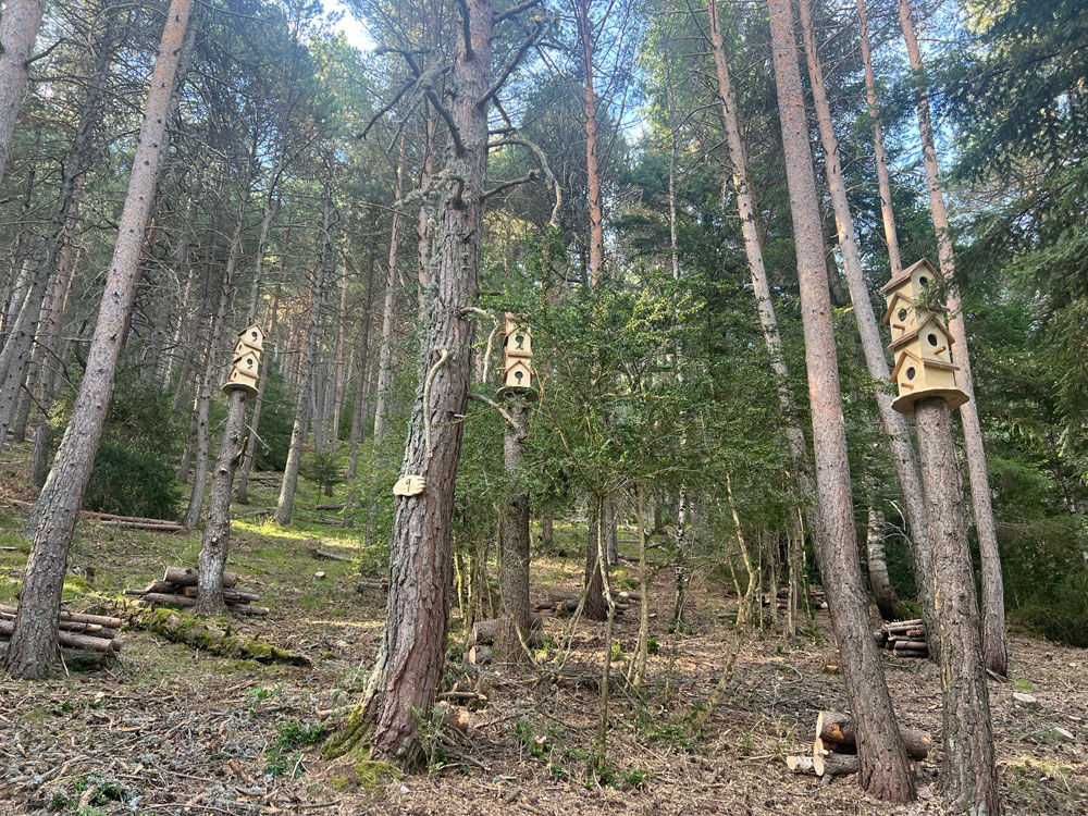 Portada de El Bosque de Andy
